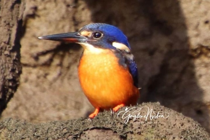 a colorful bird perched on a rock