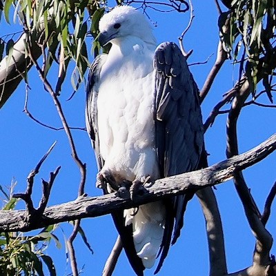 a bird perched on a tree branch